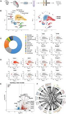 Single-Cell RNA Sequencing With Combined Use of Bulk RNA Sequencing to Reveal Cell Heterogeneity and Molecular Changes at Acute Stage of Ischemic Stroke in Mouse Cortex Penumbra Area